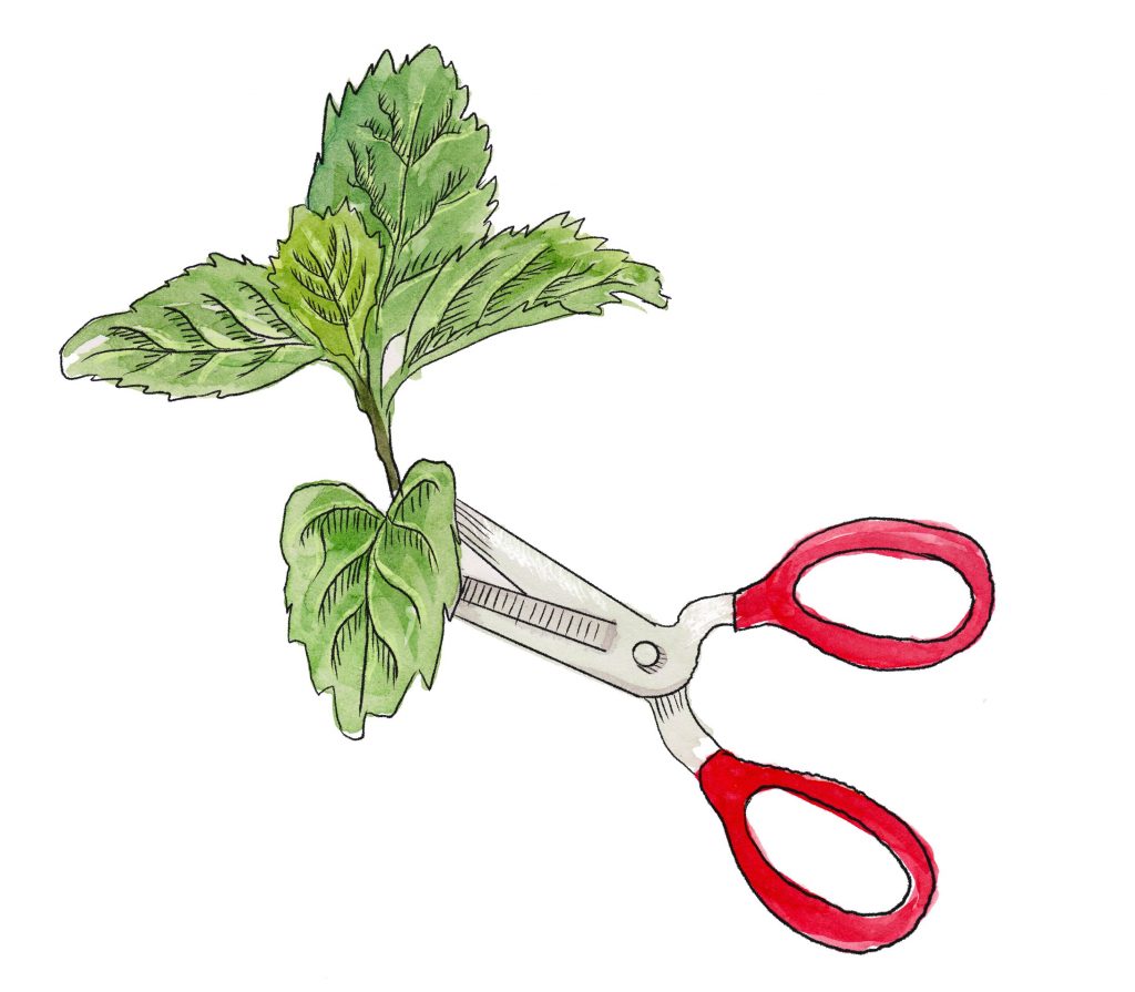 an illustration of a stem of mint. The bottom of the stem is being cut by a pair of red handled scissors