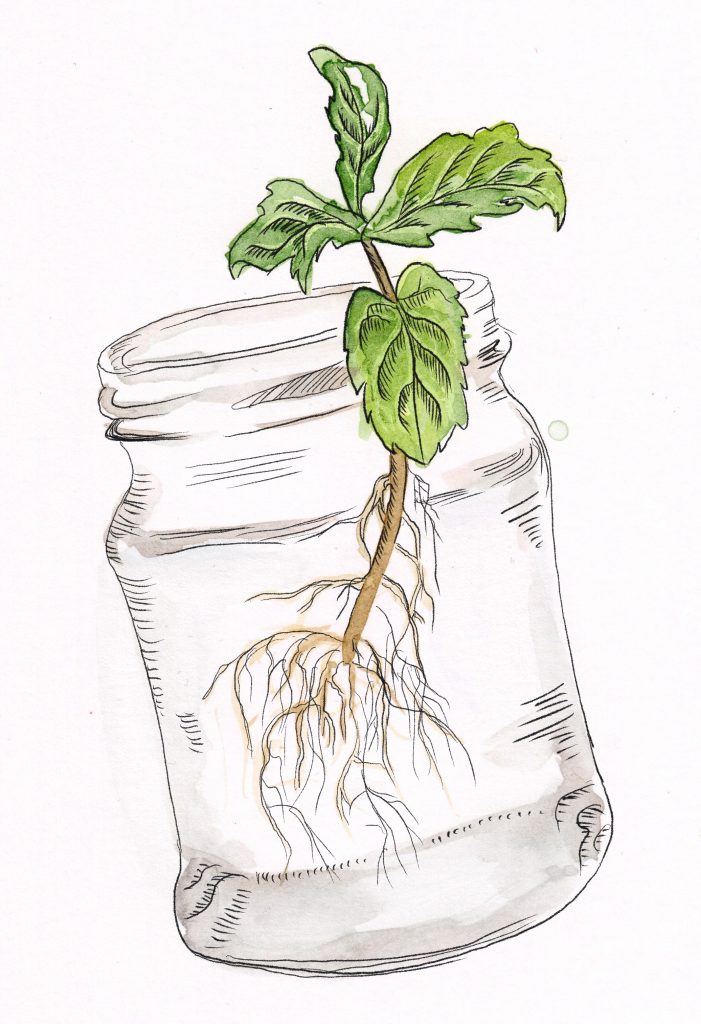 an illustration of a stem of mint in a clear glass jar containing water. The base of the stem is in the water and has roots growing from it