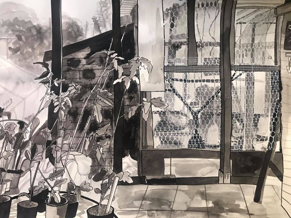 a black and white watercolour illustration of an allotment with tall plants like tomatoes on the left hand side in front of a greenhouse