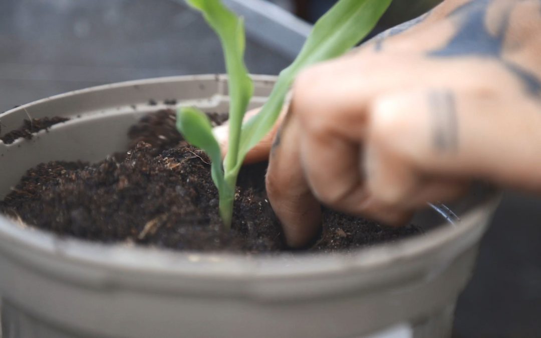 Growing Together: Westraven Community Garden