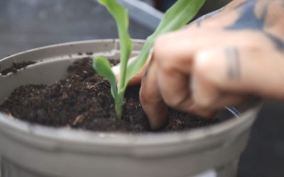Growing Together: Westraven Community Garden