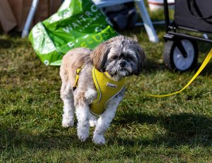 A shihtzu wearing a yellow harness and lead whilst stood on the grass.