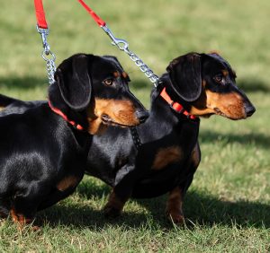 Two dachshunds in red collars looking to the right of the frame whilst stood on the grass.