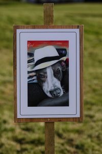 A realistic painting of a staffie mix wearing a hat, the artwork is on display on a wooden sign thats fixed into the grass by a wooden post