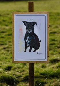 A stylised watercolour painting of a staffie-mix, on display on a wooden sign which is secured by a post thats in the grass.