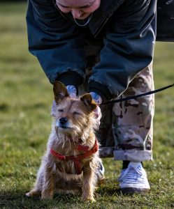 A terrier mix being given fuss by a person. The dog's face implies she is clearly enjoying the scratches! Stood on the grass. The event was WestWoof dog walk and social in Westwood, Peterborough.