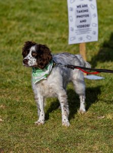 A close up of a brown and white spaniel. on a lead. Stood on the grass. The event was WestWoof dog walk and social in Westwood, Peterborough.