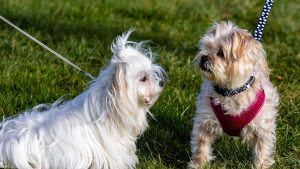 Two small dogs, a maltese and a shihtzu-yorkie mix, looking at each other